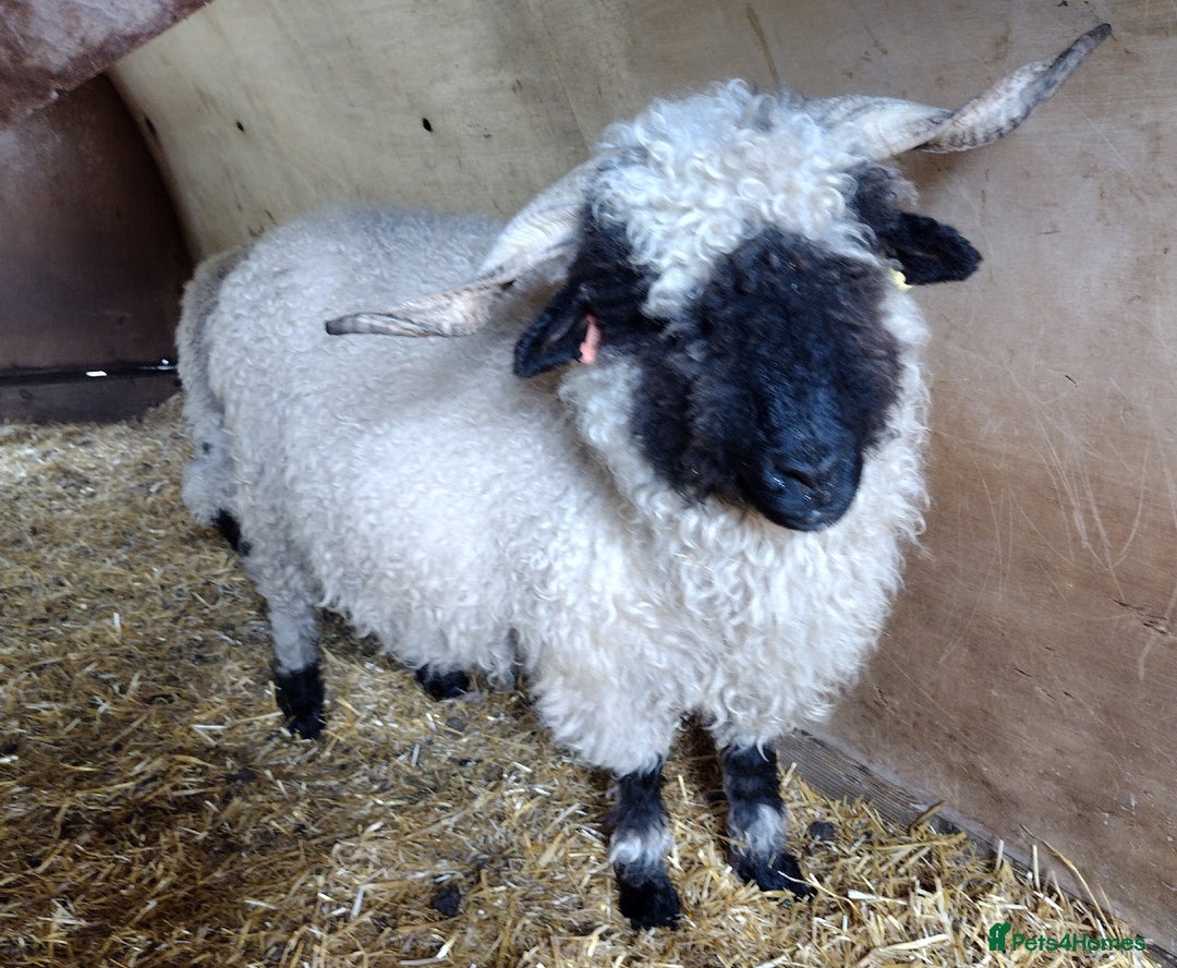 Sheep livestock for sale: Valais Blacknose Ewes, shearlings and ewelambs - Image 5