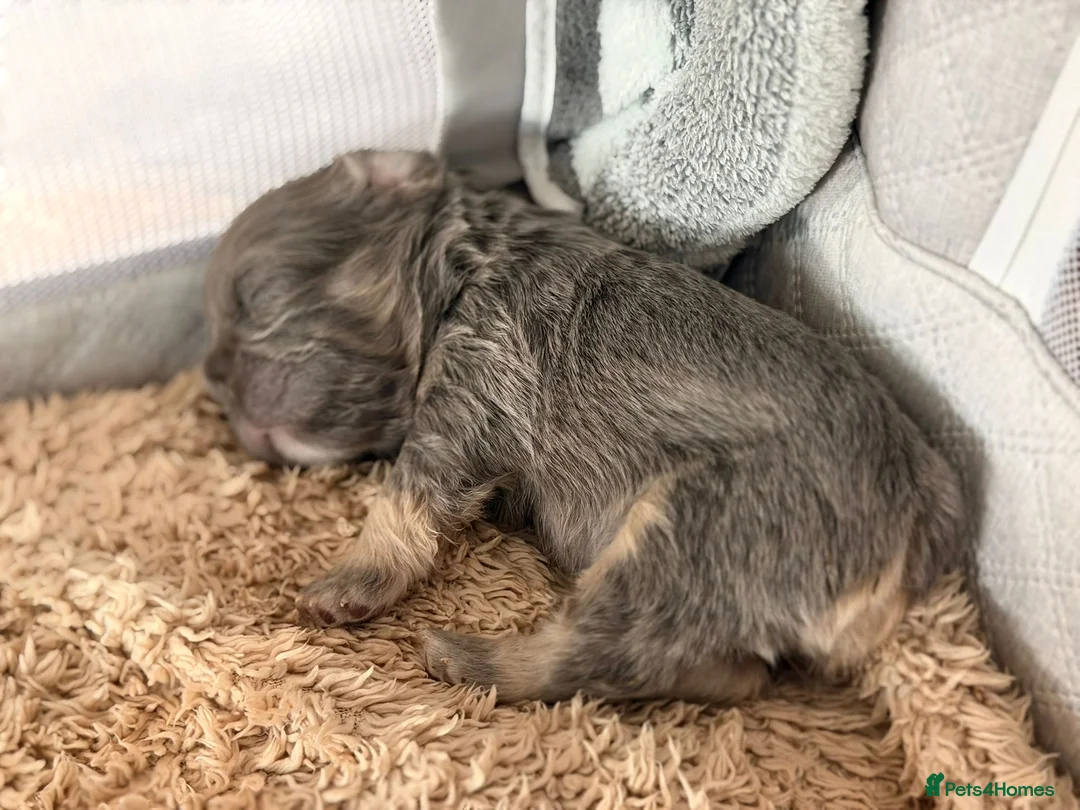 French Bulldog dogs for sale: French Bulldog  **  fluffy  in Bognor Regis - Advert 14