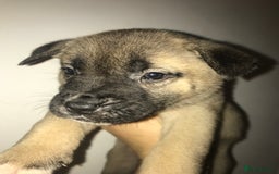 Mixed Breed dogs for sale: Cane corso x American akita cross(READY TO LEAVE) - Image 7