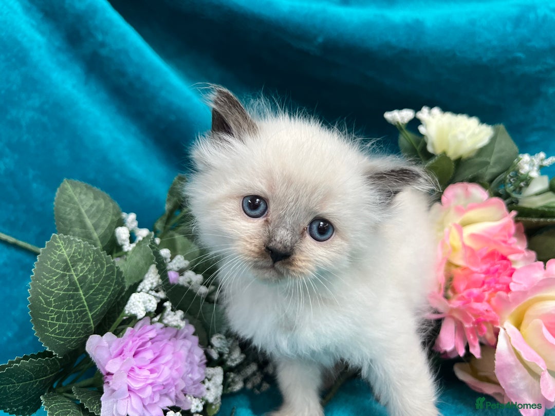 Siberian cats for sale: 🩵🩵Stunning Siberian Neva Masquerade Babies🩵🩵 - Image 14