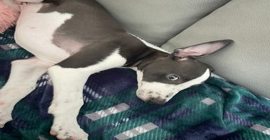 Whippet dogs - Advert 8