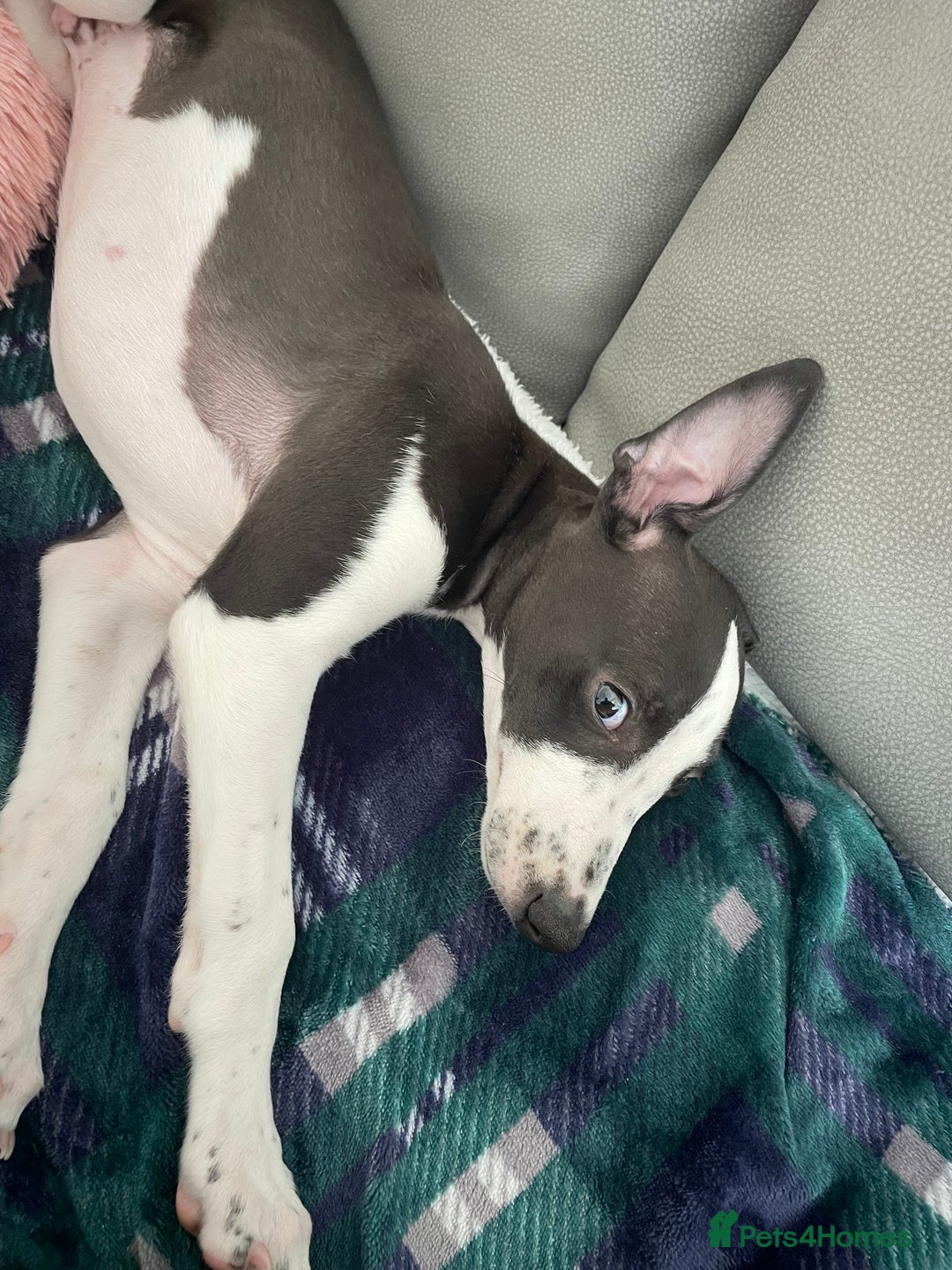 Whippet dogs for sale: KC Registered Whippet Puppies - Image 2