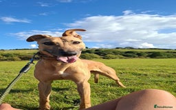 Mixed Breed dogs for sale: Surluki bull is  - Image 5