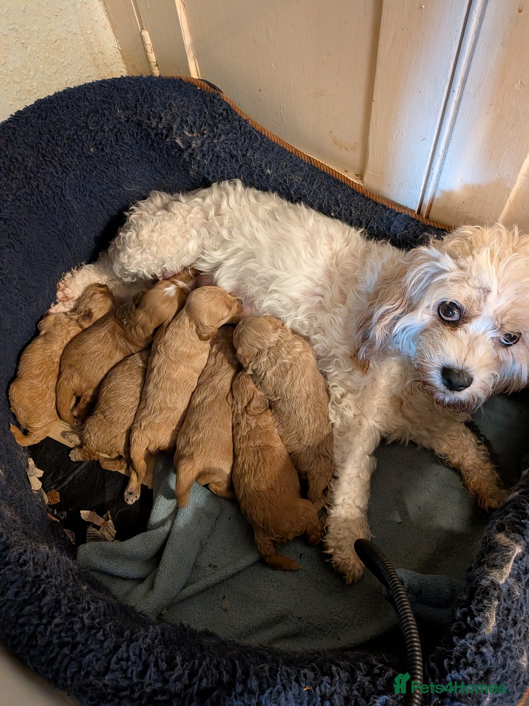 Cavachon dogs for sale: Cavapoochon puppies - Image 10