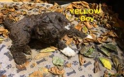 Lagotto Romagnolo dogs for sale: Stunning Litter of Pedigree Lagotto Romagnolo Pups - Image 24