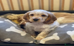 Cocker Spaniel dogs for sale: Show type cocker spaniel puppies - Image 8