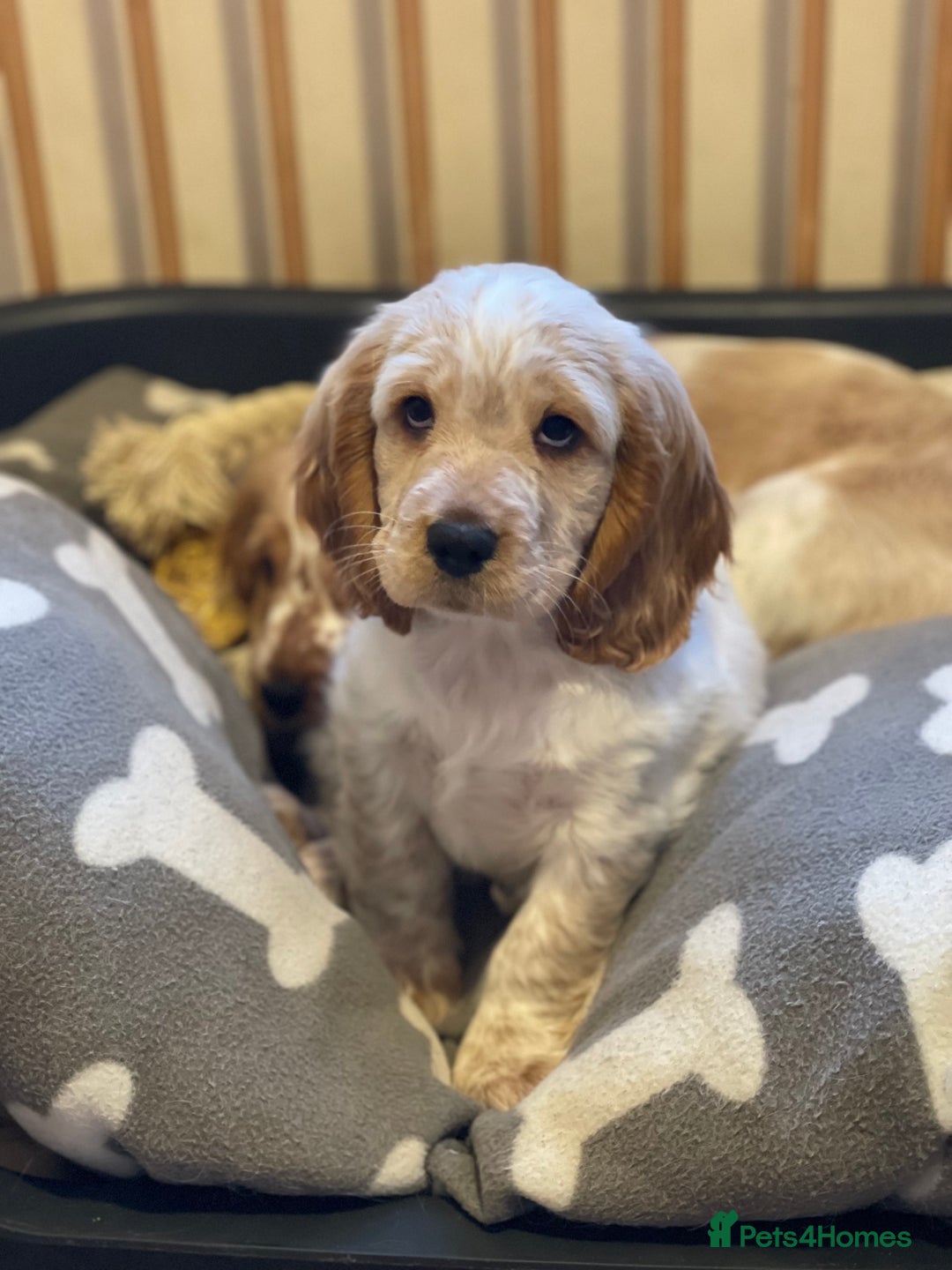 Cocker Spaniel dogs for sale: Show type cocker spaniel puppies - Image 8