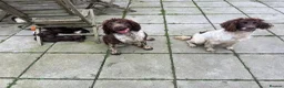 English Springer Spaniel dogs for stud: Liver and white Springer Spaniel for stud  - Advert 5