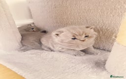 British Shorthair cats for sale: Adorable Purebred British Shorthair Kittens 🐾 - Image 15