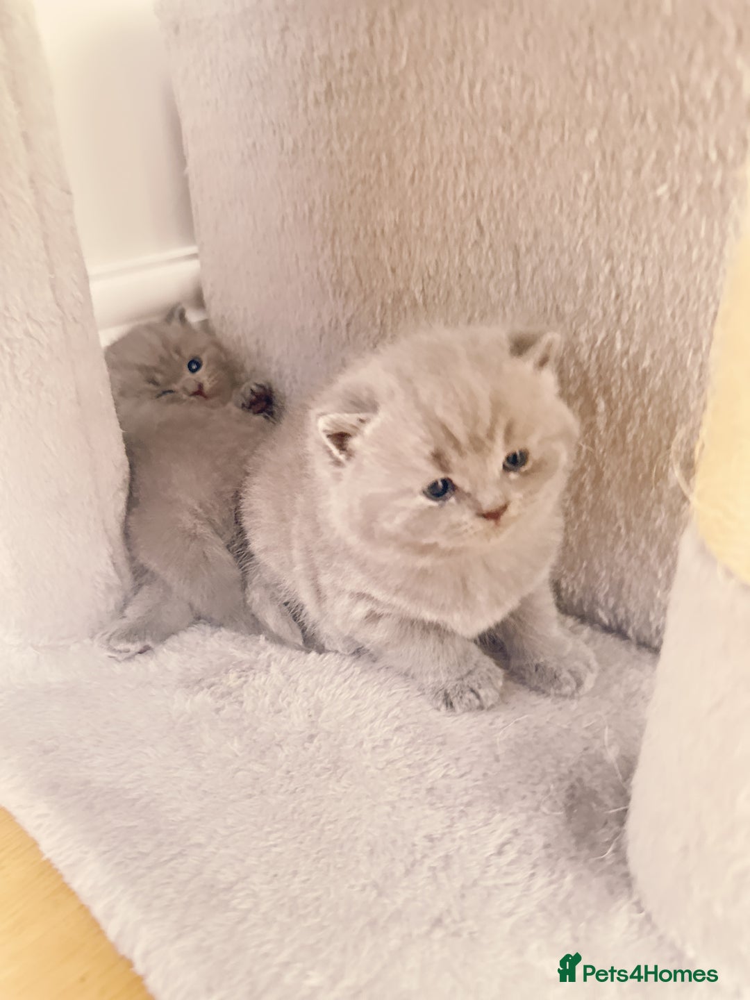 British Shorthair cats for sale: Adorable Purebred British Shorthair Kittens 🐾 - Image 15