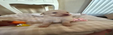 Pomapoo 