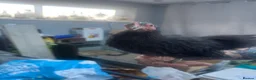 Chickens poultry for sale: Serama Chicks  - Advert 4