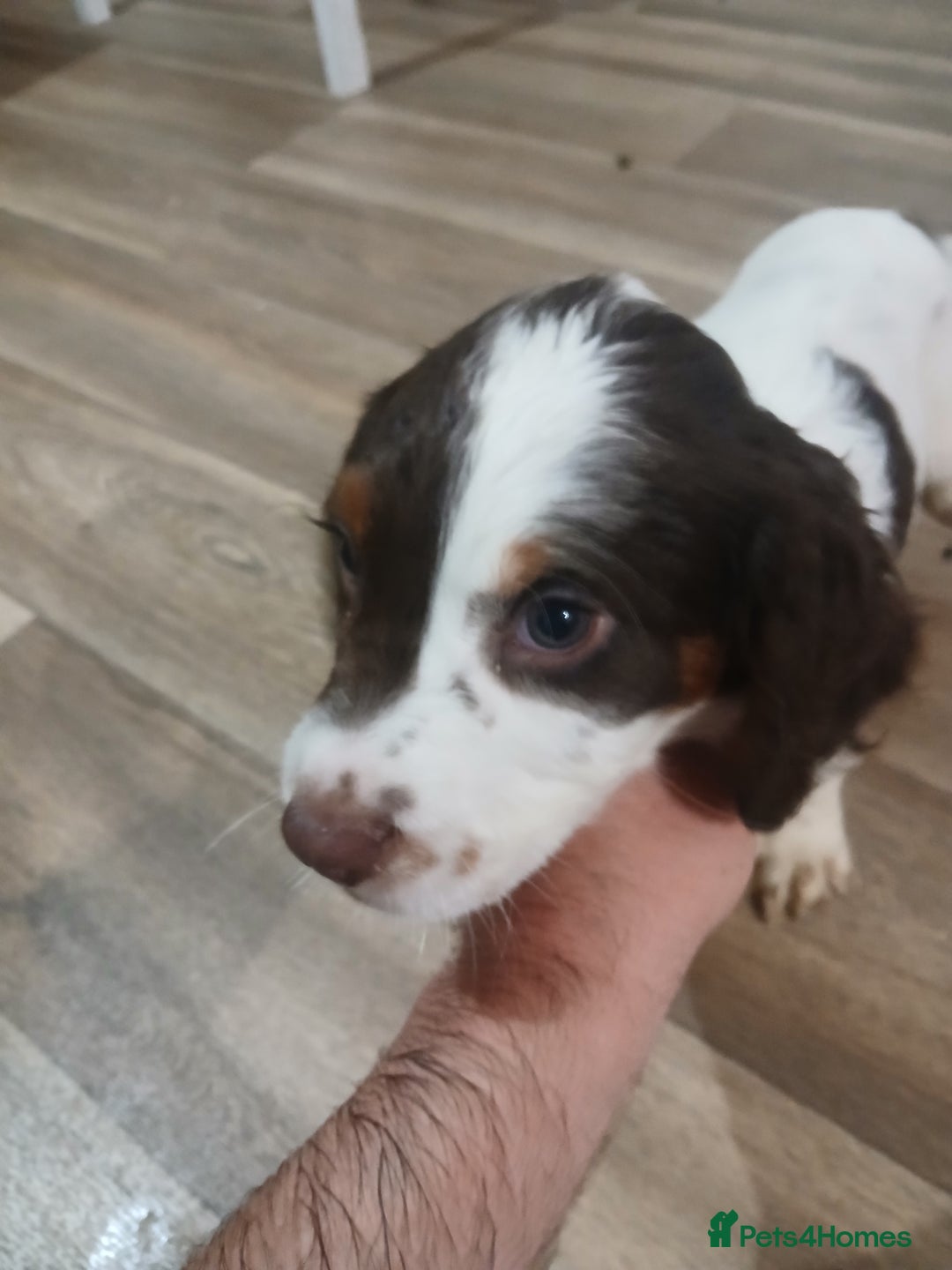 Cocker Spaniel dogs for sale: Cocker spaniel pup - Image 6