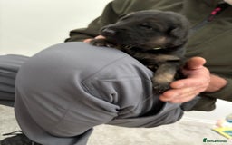 German Shepherd dogs for sale: German Shepherd Pups - Image 4