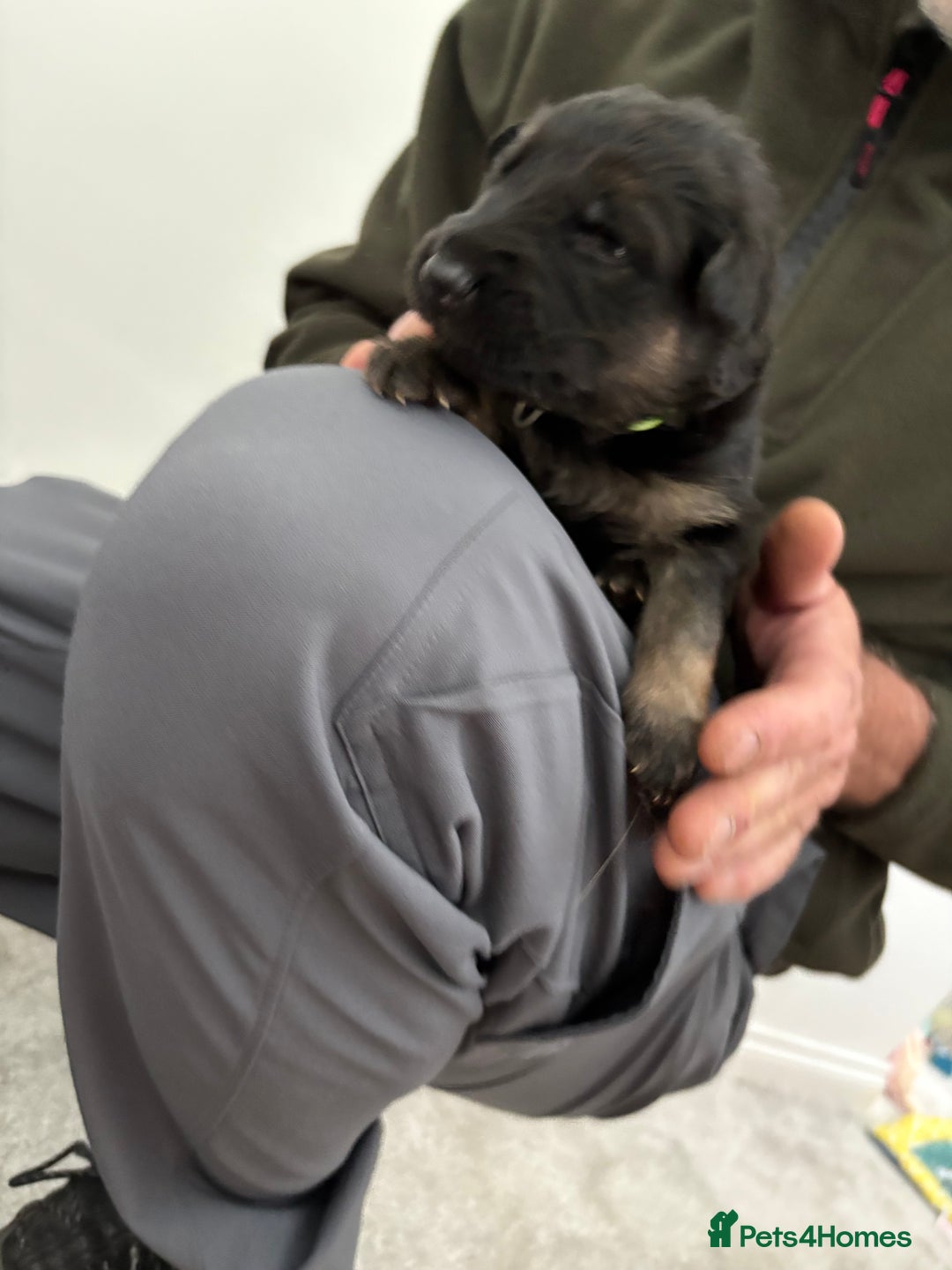 German Shepherd dogs for sale: German Shepherd Pups - Image 4