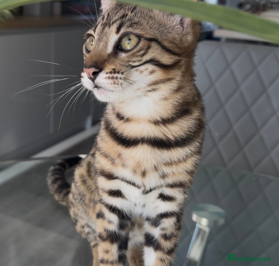 Bengal cats for sale: Intensively socialised bengal kittens - lap cats! in Scunthorpe - Image 1
