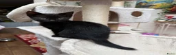 Mixed Breed cats for sale: 2 beautiful playful kittens for sale - Advert 7