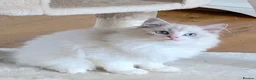 Ragdoll cats for sale: INDOOR GCCF REGISTERED RAGDOLL KITTENS - Advert 14
