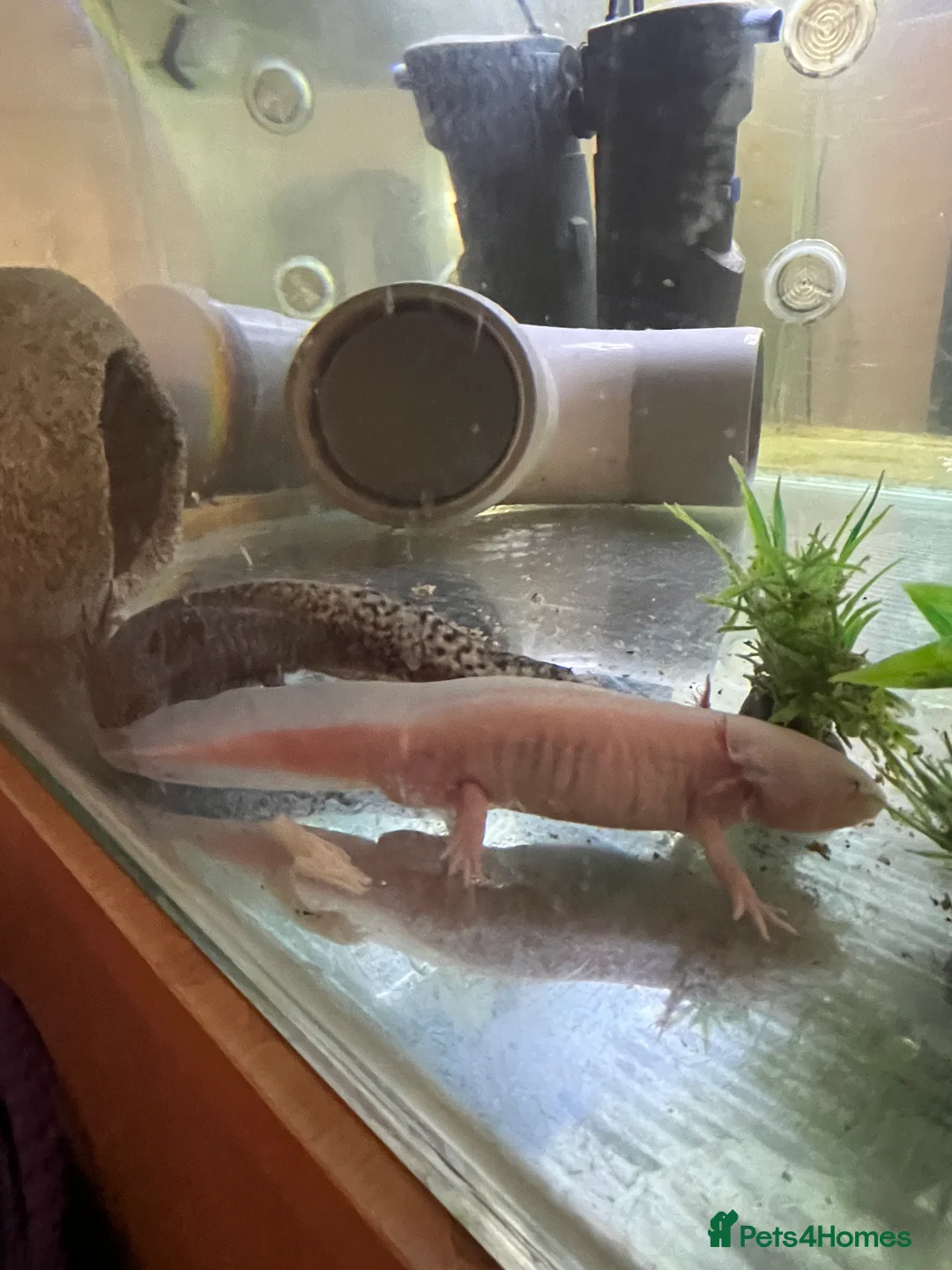 Axolotl reptiles for sale: Mixed pair of Axolotls with Tank - Advert 13