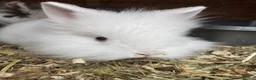 Lionhead rabbits for sale: Gorgeous baby mini lops and lionheads  for sale  - Advert 6