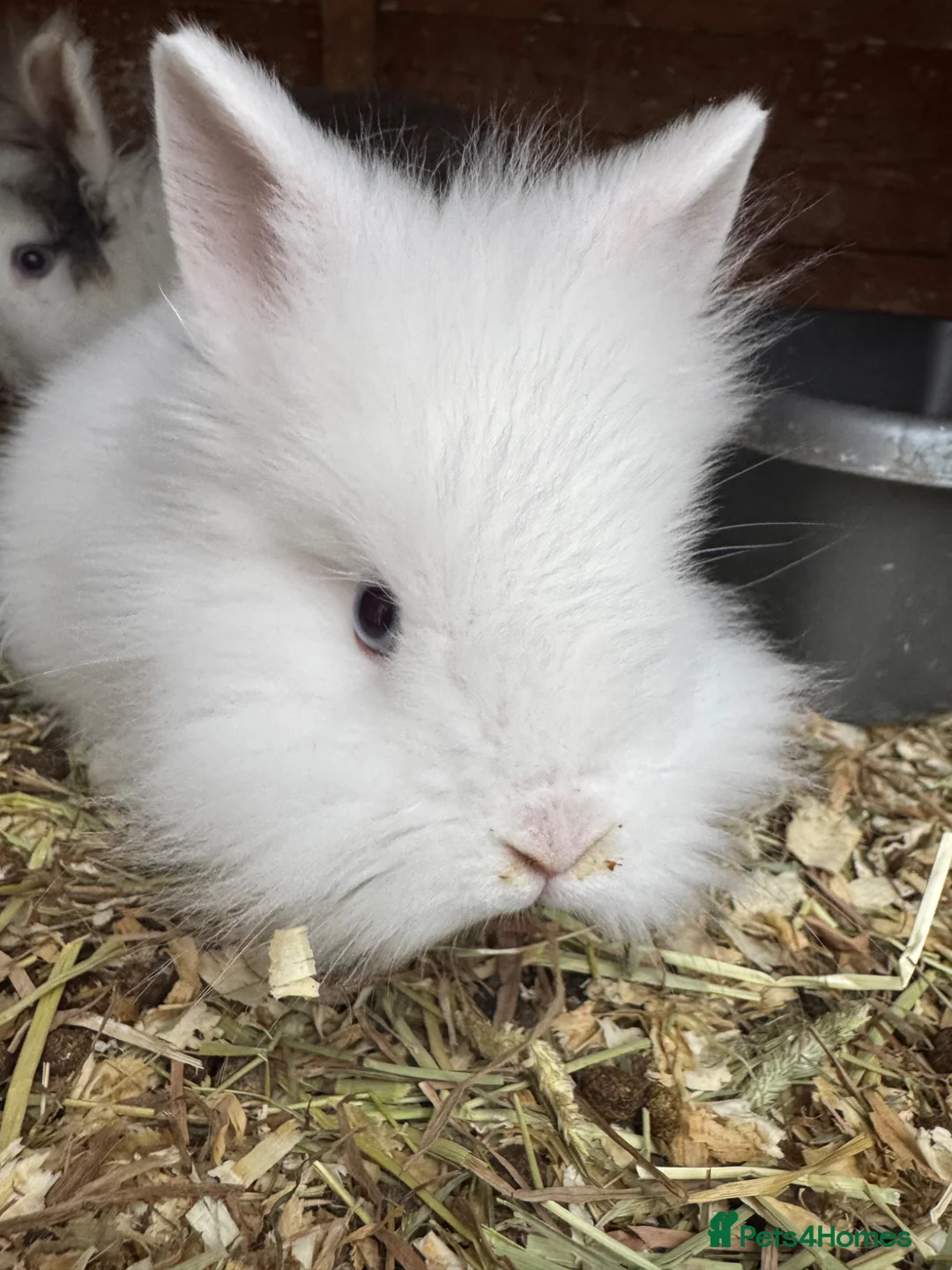 Lionhead rabbits for sale: Gorgeous baby mini lops and lionheads  for sale  - Advert 8