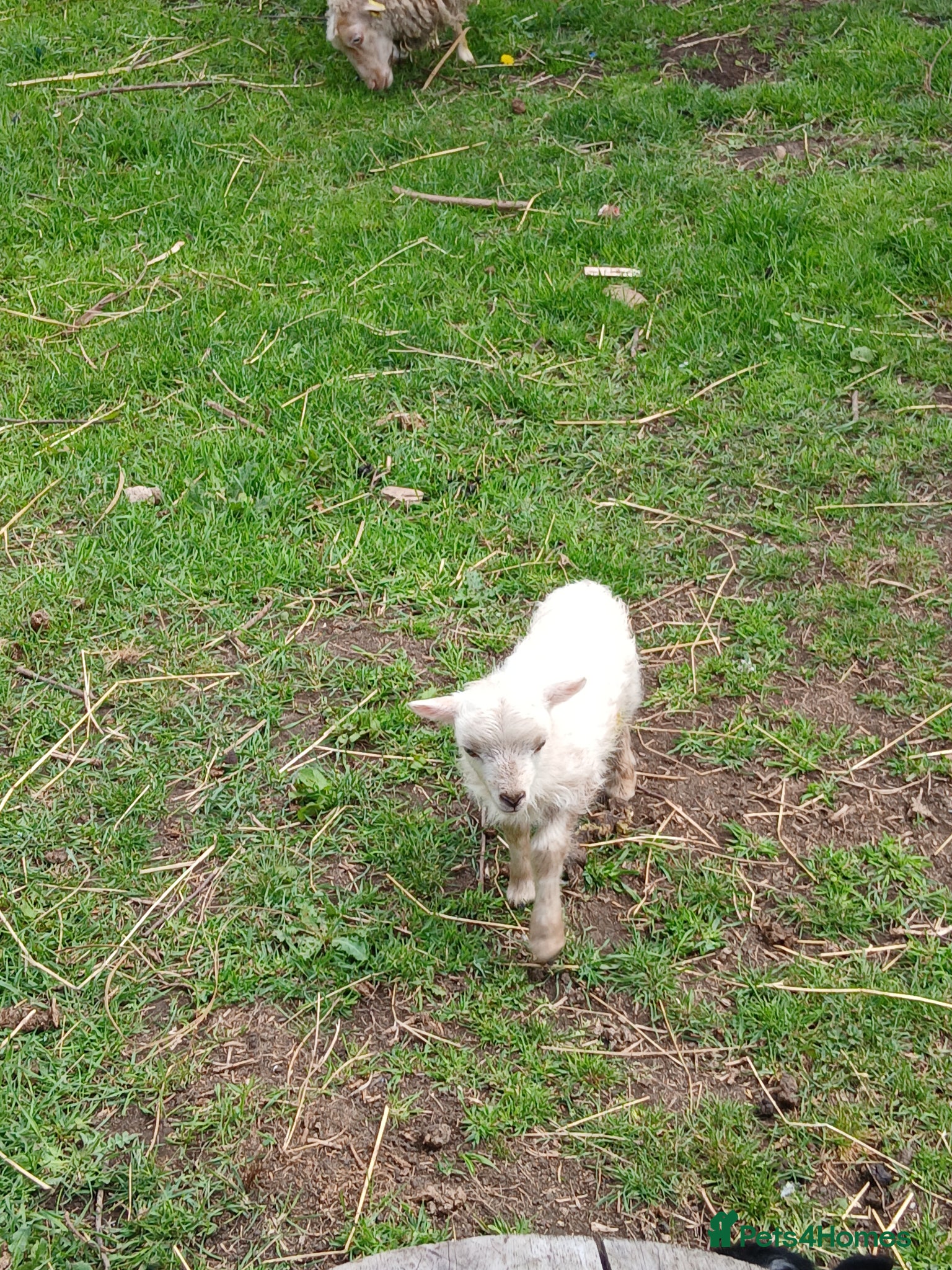 Sheep livestock for sale: Miniature Ouessant ram and lambs  in Wrexham - Advert 4