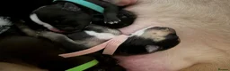 Olde English Bulldogge dogs for sale: Olde English bulldog puppies  in Darlington - Advert 22