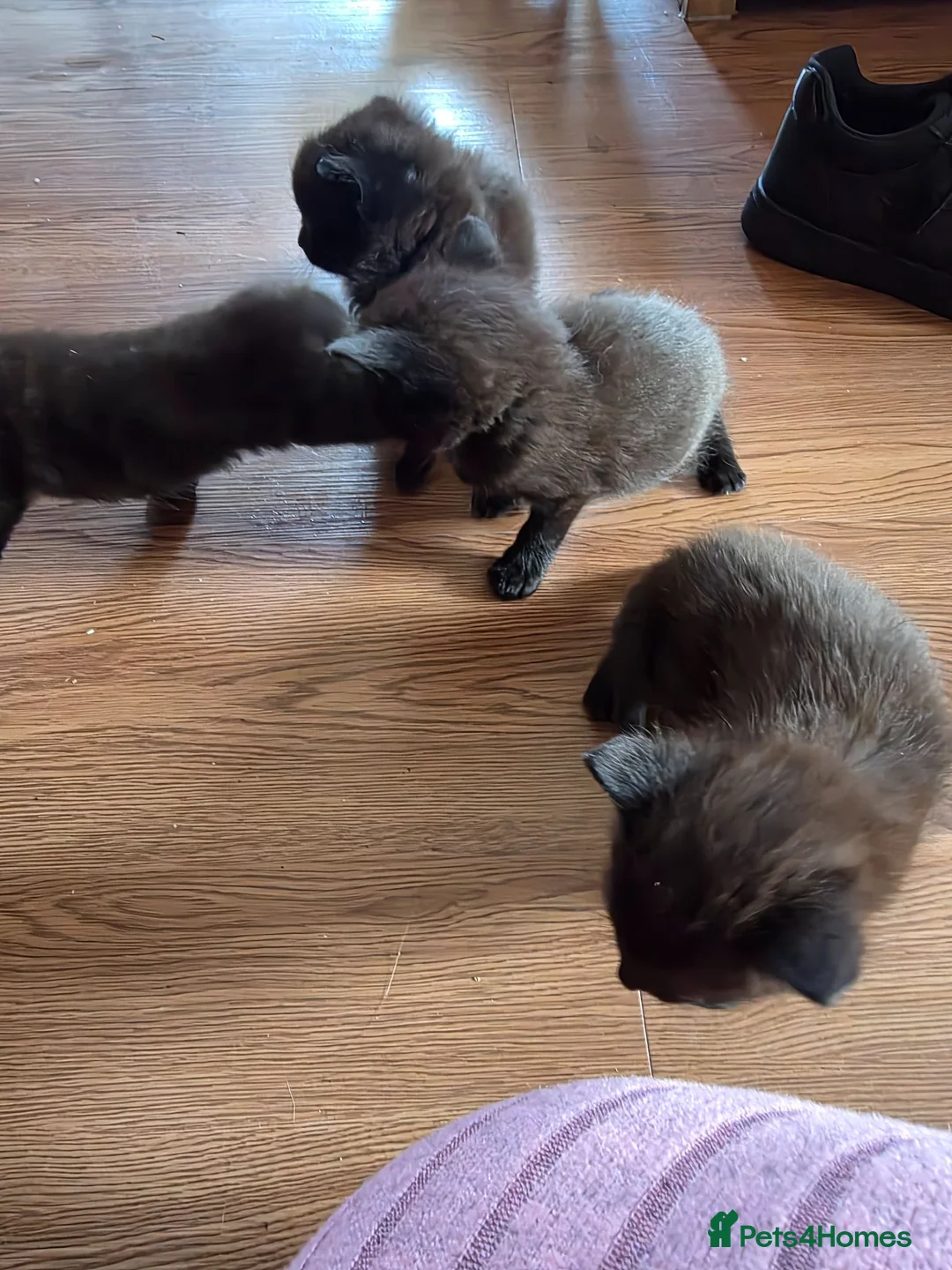 Mixed Breed cats for sale: Kittens - Advert 2
