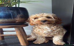 Cavapoo dogs for stud: My cavapoo Enzo is up for stud - Image 3