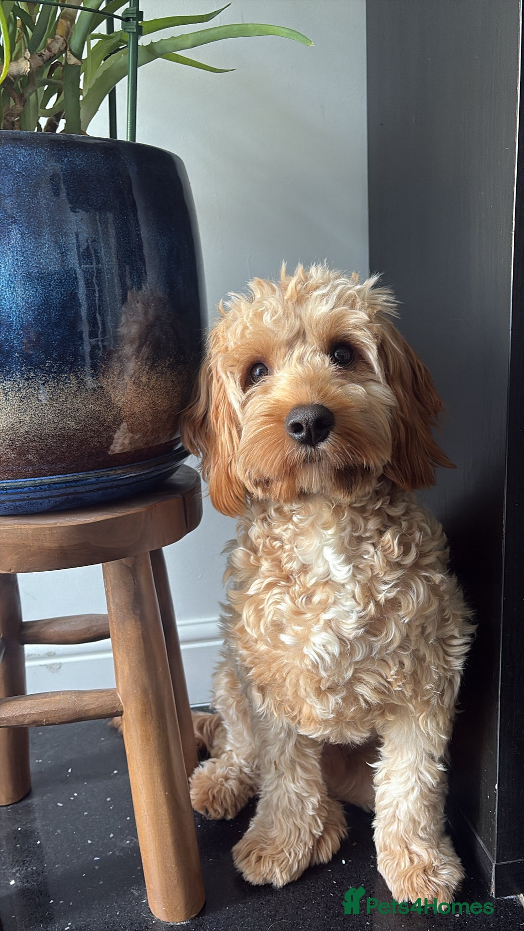 Cavapoo dogs for stud: My cavapoo Enzo is up for stud - Image 3