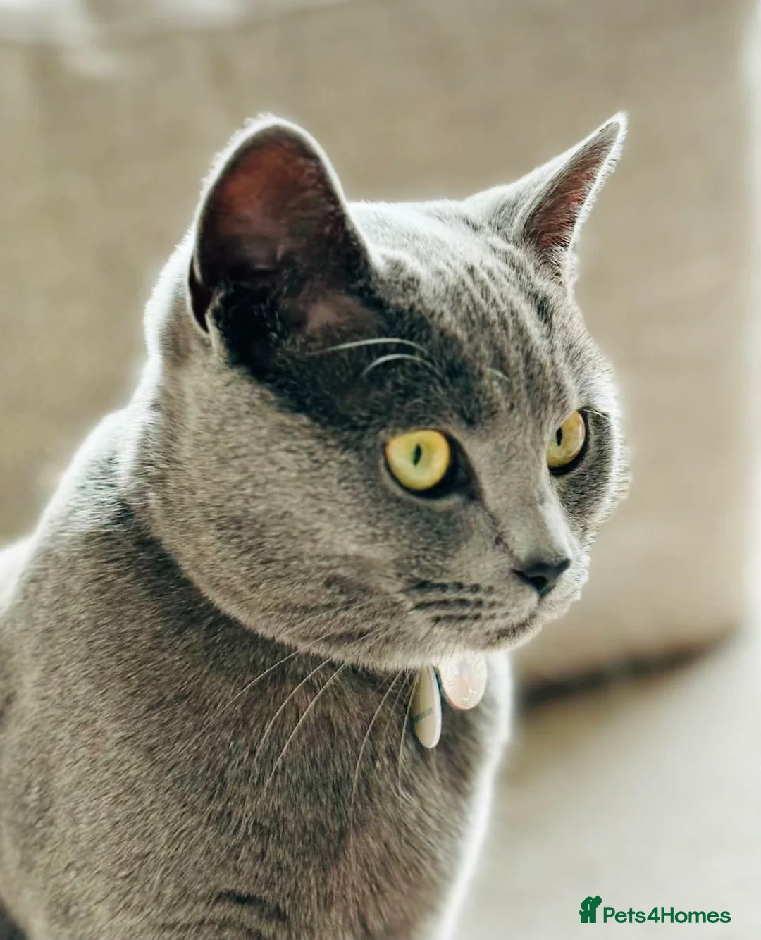 British Shorthair cats for sale: Beautiful 2 year old British Blue - Advert 2