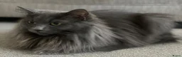 Ragcoon cats for sale: Ragcoon Kittens  - Advert 1