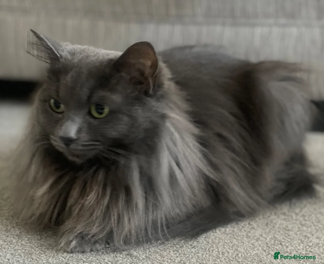Ragcoon cats for sale: Ragcoon Kittens  - Advert 1