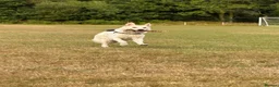 White Swiss Shepherd dogs for sale: White Swiss/german shepherd in Swansea - Advert 3