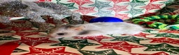 Hamster rodents for sale: Baby hamsters for sale - Advert 14