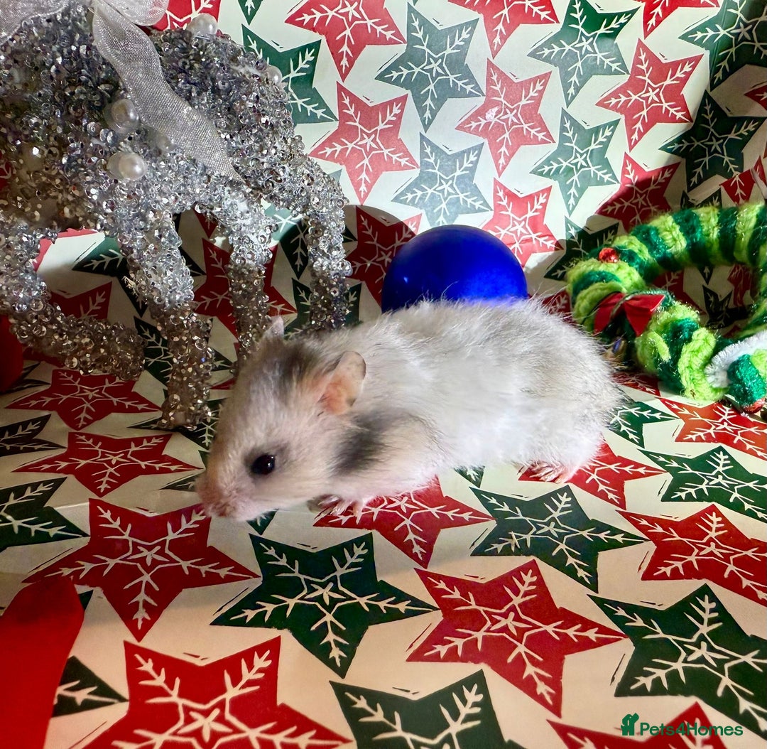 Hamster rodents for sale: Baby hamsters for sale - Advert 14