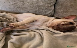 French Bulldog dogs for sale: Stunning male Frenchie  - Image 6