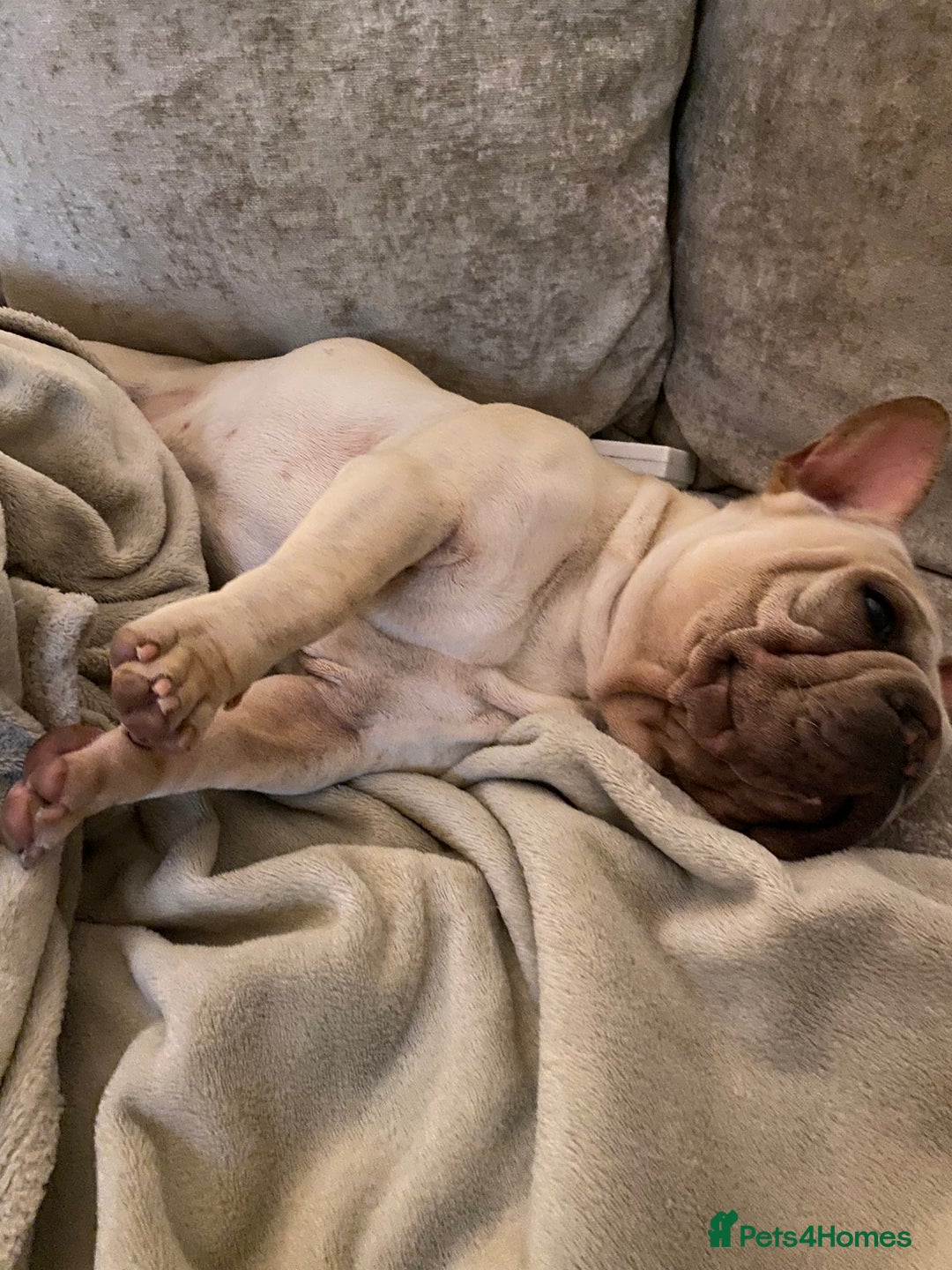 French Bulldog dogs for sale: Stunning male Frenchie  - Image 6
