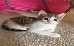 Domestic Shorthair cats for sale: Kittens for sale - Image 1