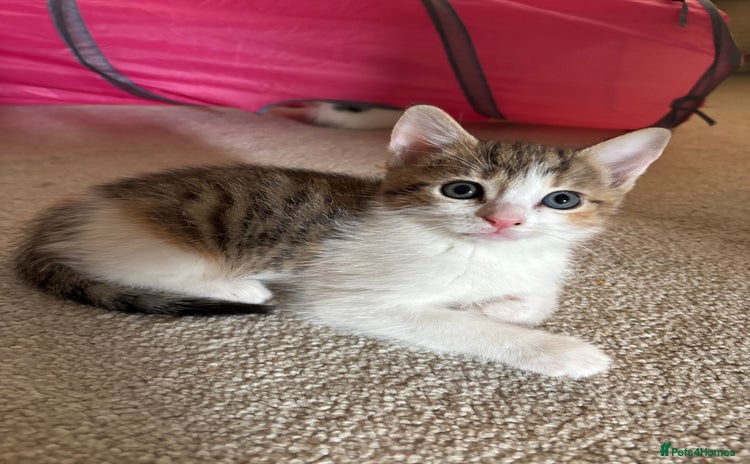 Domestic Shorthair cats - Advert 17