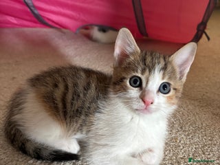 Domestic Shorthair cats - Advert 27