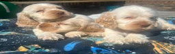 Cocker Spaniel dogs for sale: Orange Roan Show Type Cocker spaniel in Rochester - Advert 7