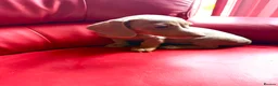 Miniature Dachshund dogs for sale: KC pure Miniature Dachshunds   - Advert 9
