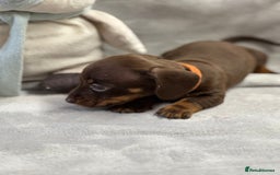 Miniature Dachshund dogs for sale: Miniature dachshund  - Image 17