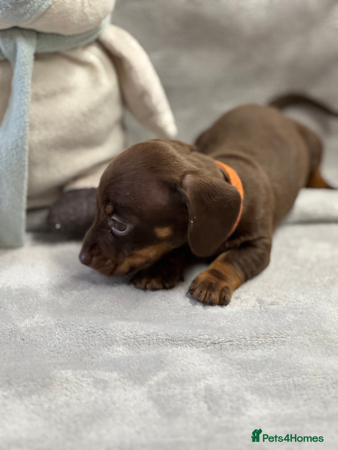 Miniature Dachshund dogs for sale: Miniature dachshund  - Image 17