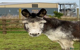 Donkey livestock for sale: Dolly and Moose, lovely Jenny donkeys - Image 12