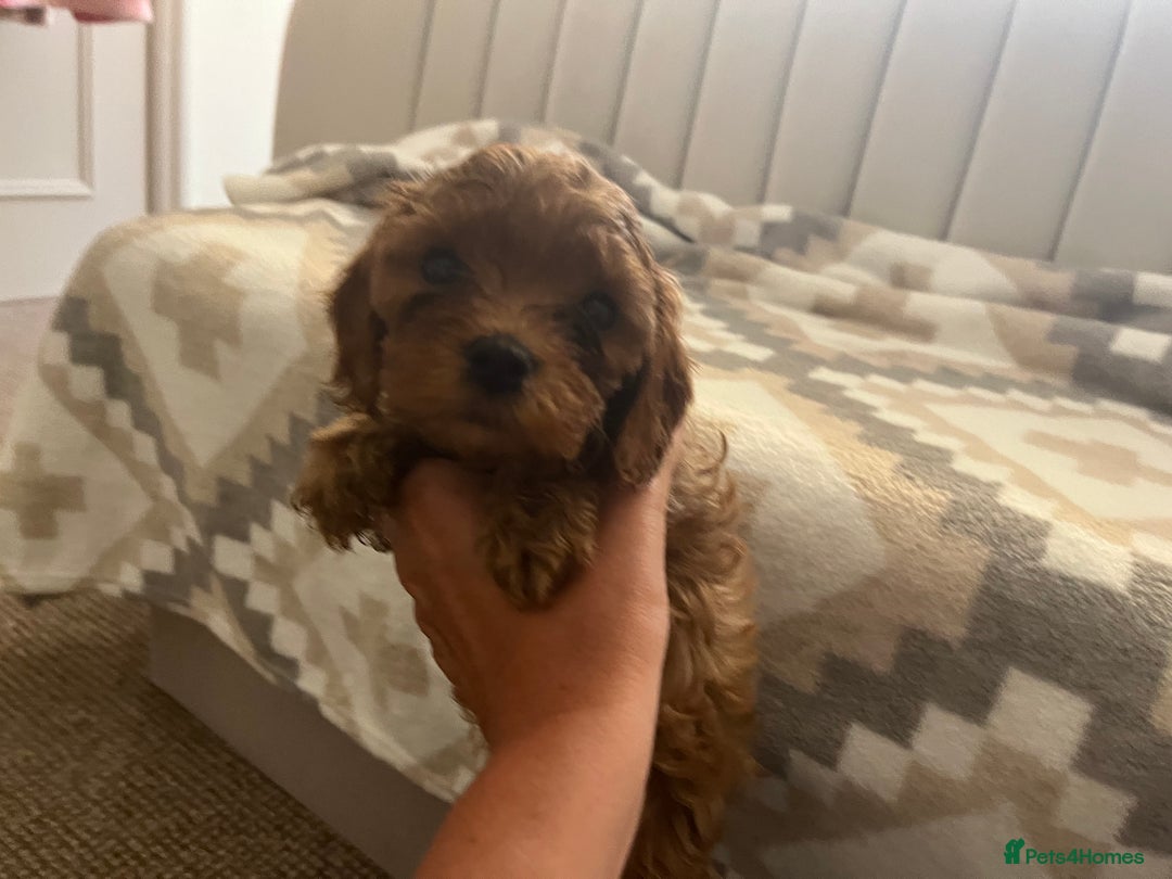 Cavapoo dogs for sale: Gorgeous cavapoo puppies available 🐾 - Image 5