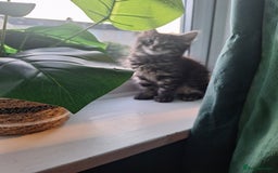 Domestic Shorthair cats for sale: 2 male kittens ready to leave today!  - Image 14