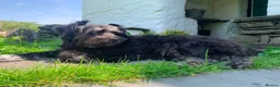 Mixed Breed dogs for adoption: Trev for adoption 4 years old  - Advert 6