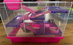 Mouse rodents for sale: 2 sets of 2 mice - Image 6